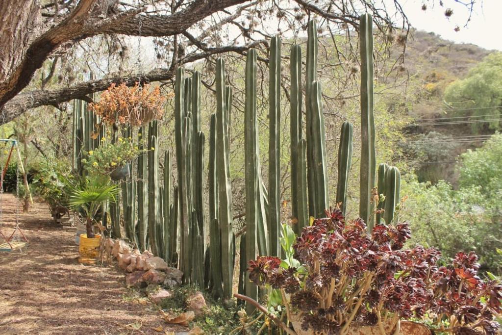Zahrada ubytování Casa de Cactus