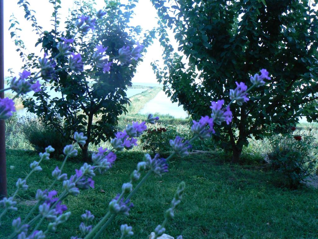 two trees with purple flowers in the grass at Lake House in Jurilovca
