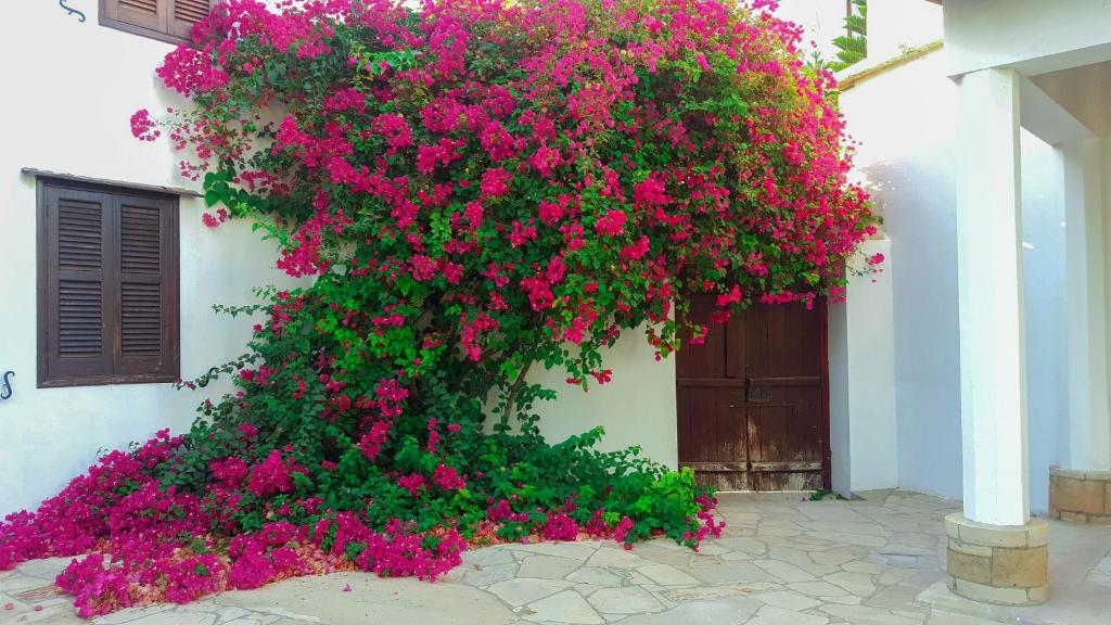 a bunch of pink flowers on the side of a building at Cyprus Village House in Kyrenia