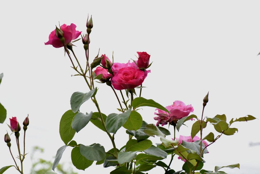 59 Chaucer Apartment - Resim 10