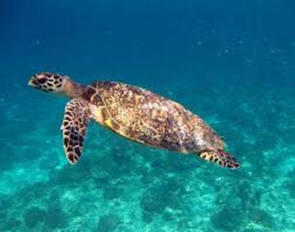 a green sea turtle swimming in the water at Serenity Luxurious Beachfront Villa & Spa with private Infinity Pool, 8 Guests in Gili Air