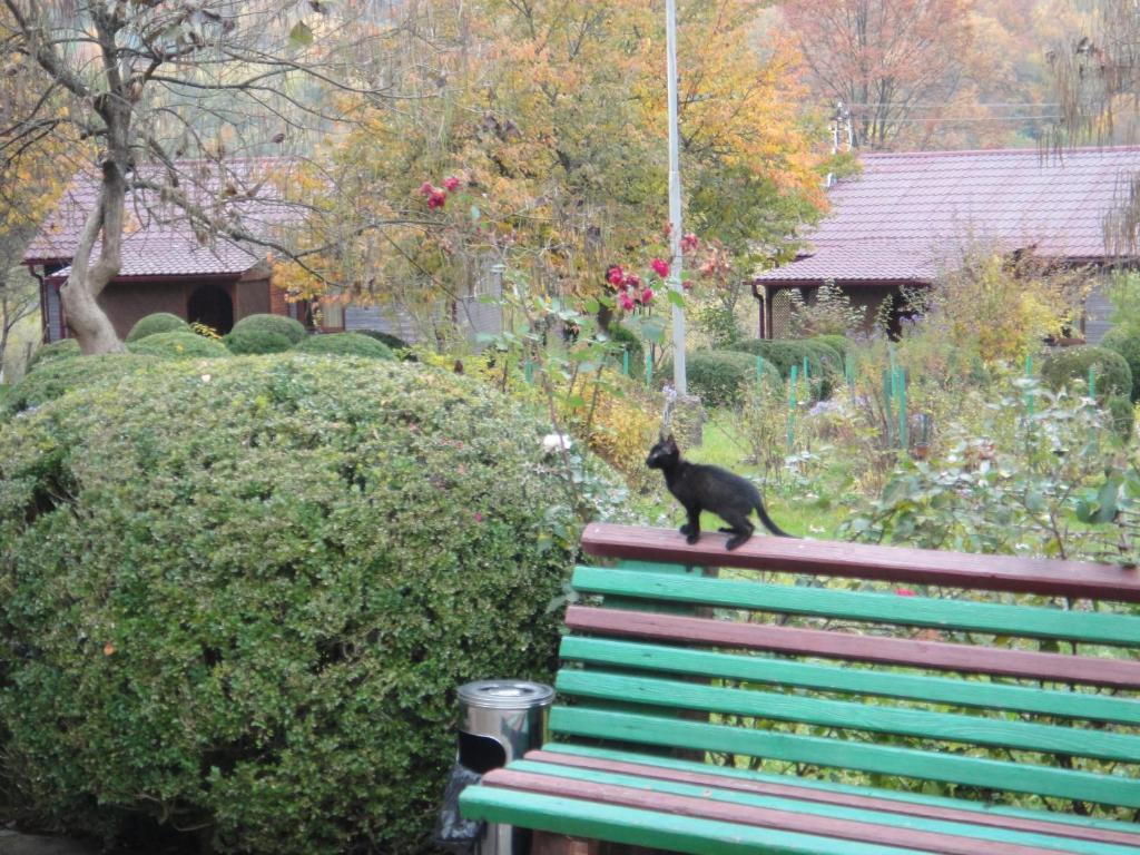 Domácí mazlíčci ubytovaní s hosty v ubytování Kvasnyi