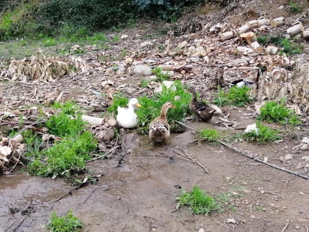 Fotografie z fotogalerie ubytování El Fogon de Rio Claro v destinaci Rio Claro