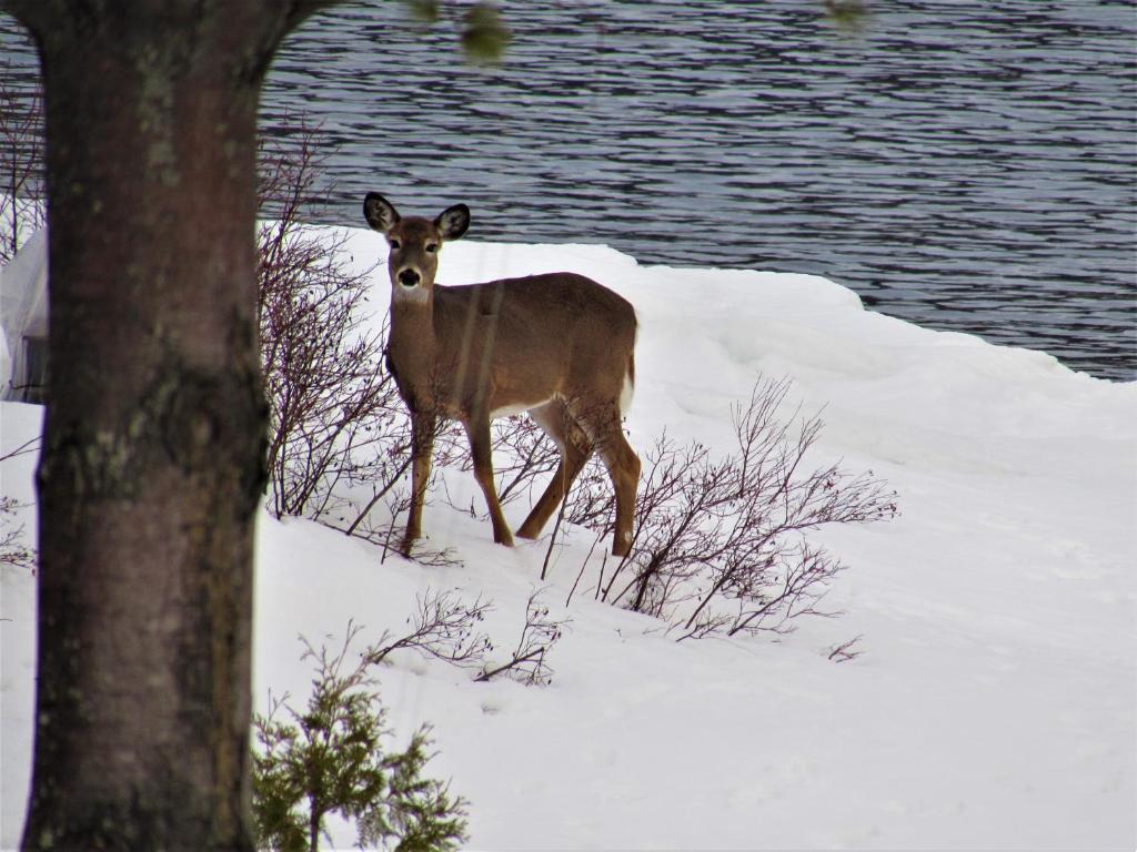 a deer standing in the snow next to the water at Panoramique du Fjord in LʼAnse-Saint-Jean