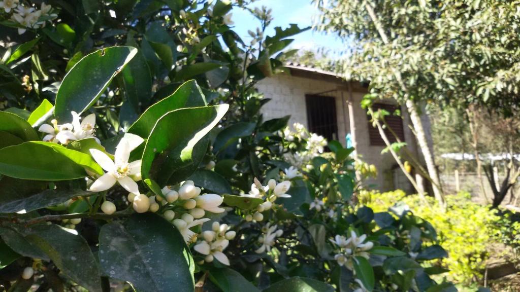 uma árvore com flores brancas em frente a uma casa em Sítio Iracema em Porto Alegre