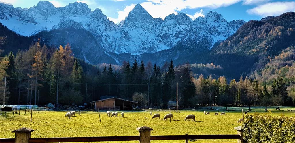 a herd of sheep grazing in a field with mountains in the background at Mountain peaks Apartment with Sauna in Gozd Martuljek