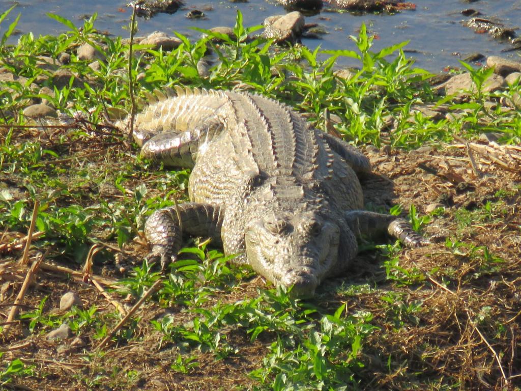 un alligatore sdraiato per terra nell'erba di Riverview Inn a Malelane