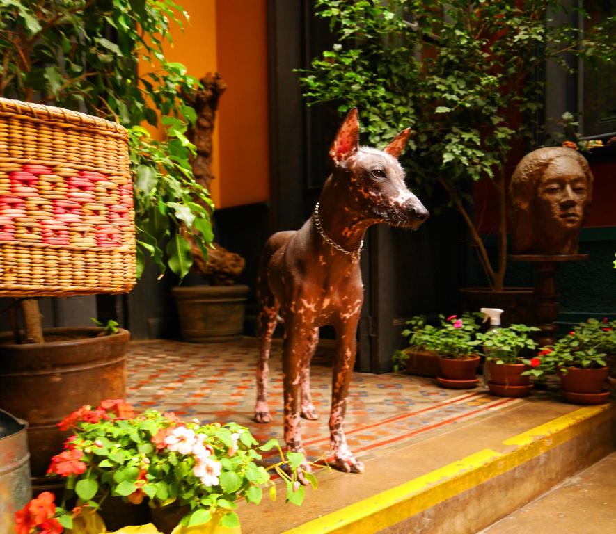 Domácí mazlíčci ubytovaní s hosty v ubytování KACLLA, The Healing Dog Hostel