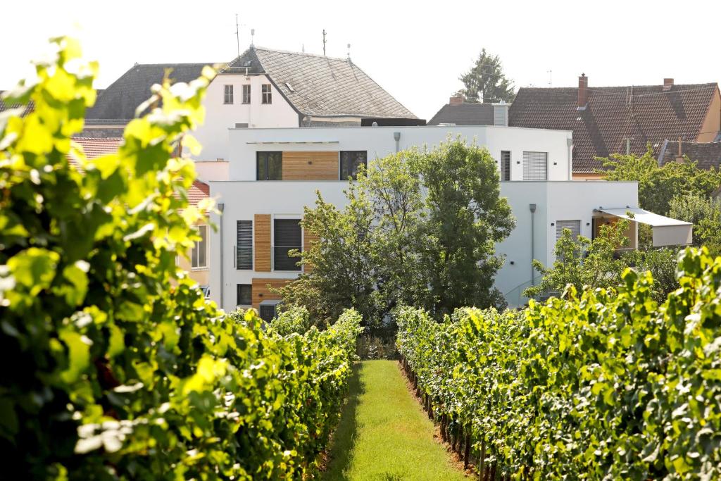 a row of trees in front of a building at Maximilians Domizil Edenkoben in Edenkoben