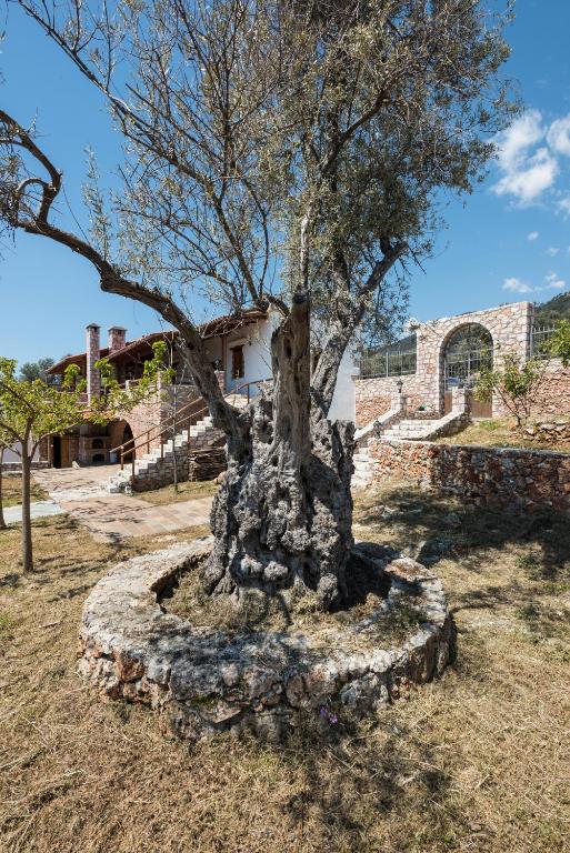 a tree in a stone circle in a yard at ARADENA TRADITIONAL House 4 in Arádhaina