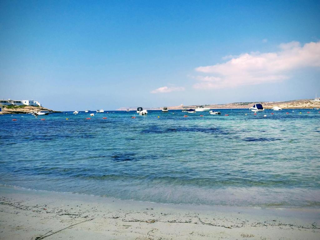 a beach with a group of animals in the water at Pepprina in St. Paul's Bay