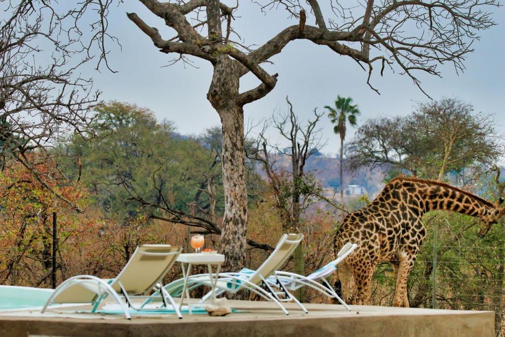 a giraffe standing next to a table and chairs at Ngalali Retreat in Grietjie Game Reserve