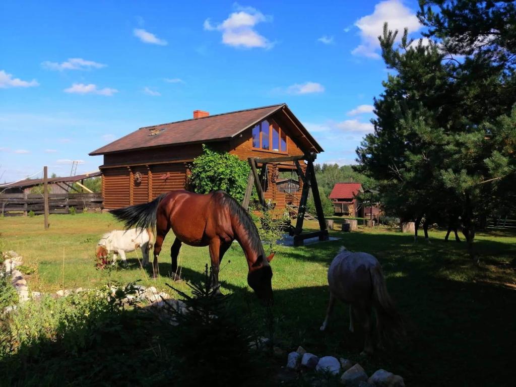 zwei Pferde, die im Gras vor einer Hütte weiden in der Unterkunft Skaistkrasti in Tīnūži