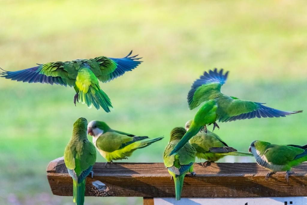  LONTRA PANTANAL HOTEL