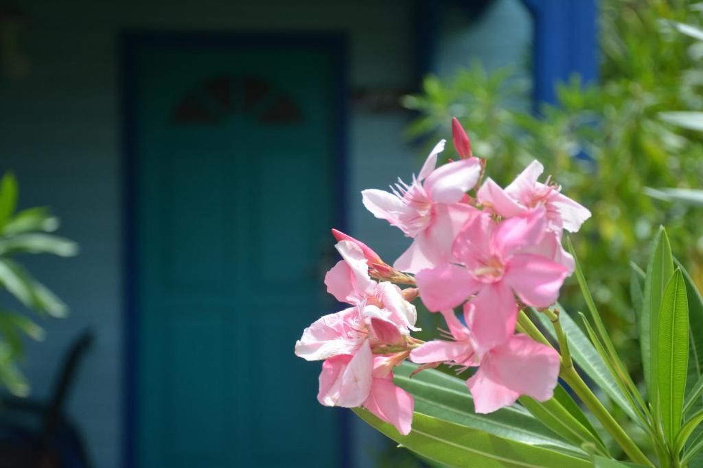 Hôtel Bambou & Spa外面的花园