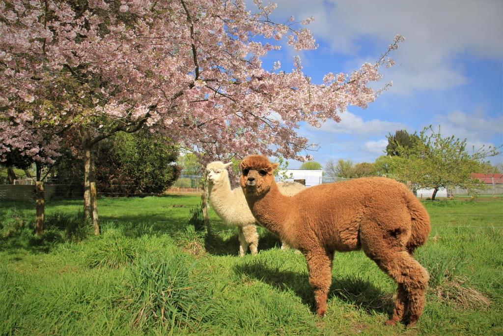 Hideaway of Rotorua - Resim 7