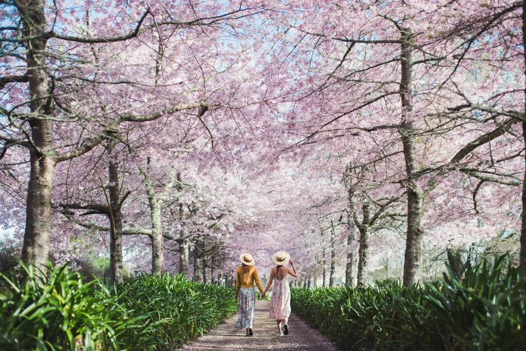 dos chicas caminando por un camino con árboles akura en English Cherry Tree Manor, en Tamahere
