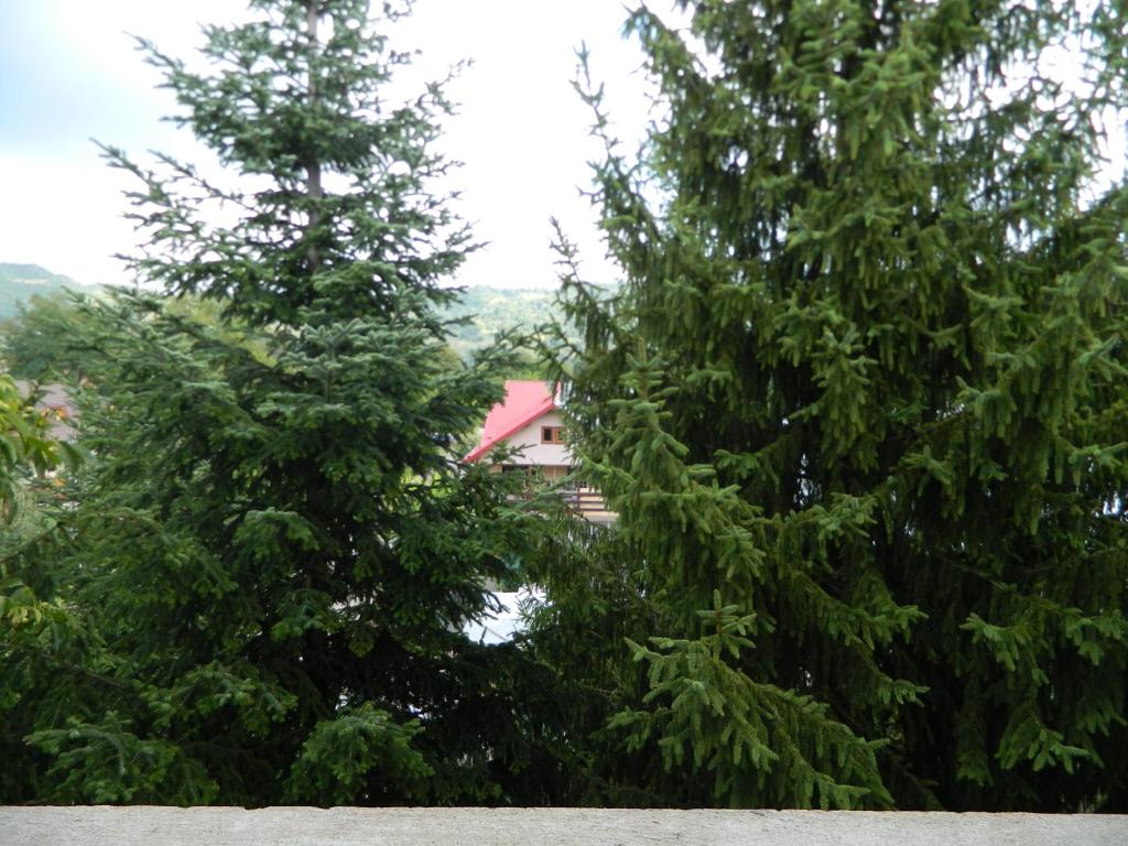 two trees with a house in the distance at Hotel Breaza in Breaza