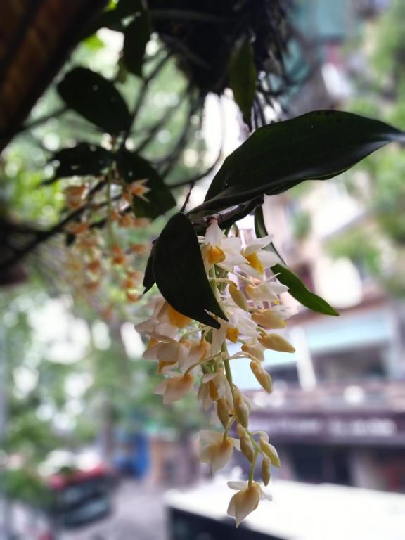 Fotografie z fotogalerie ubytování Hanoi Balcony Homestay v Hanoji