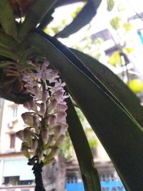 Zahrada ubytování Hanoi Balcony Homestay