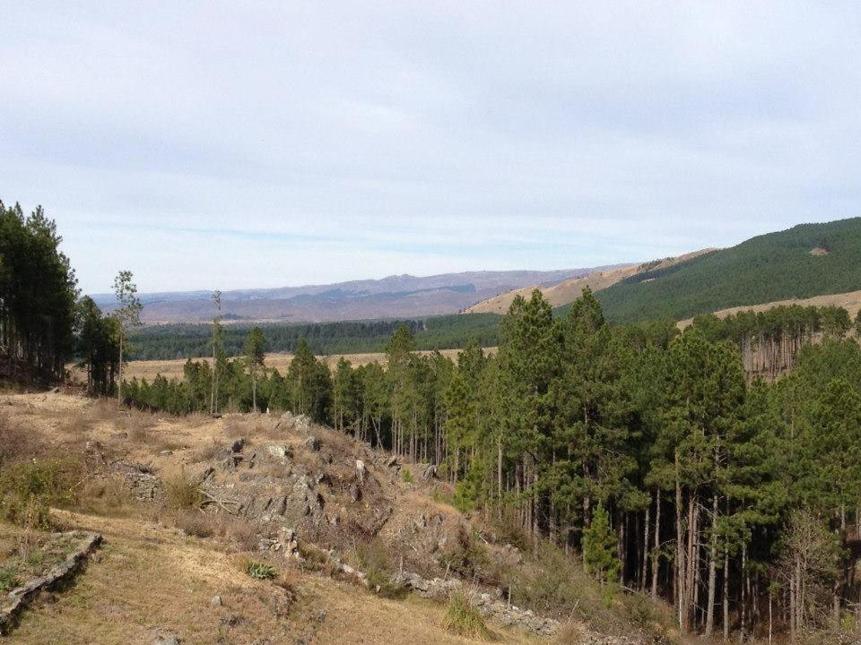 Los Abedules Cabañas