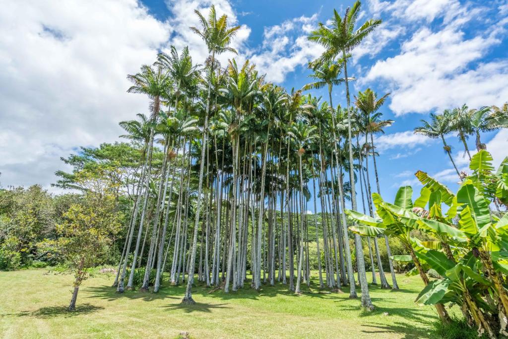 a group of palm trees in a park at Old Hawaiian Bed and Breakfast in Hilo