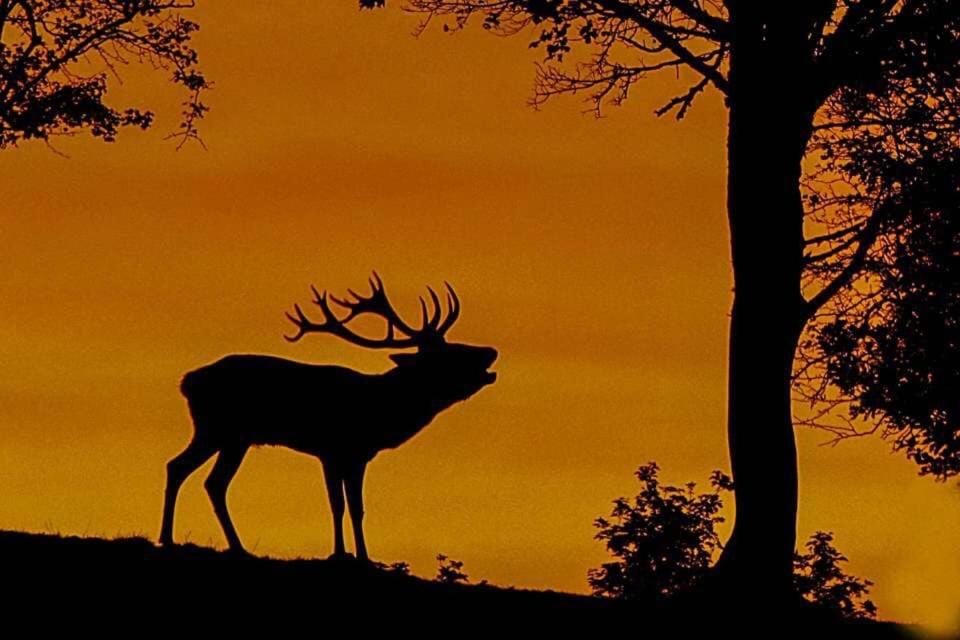 Zvířata v prázdninového domu nebo okolí