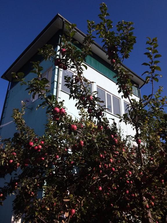 エッセントゥキにあるМини Апарт - отель Тамараの建物前の赤りんごの木