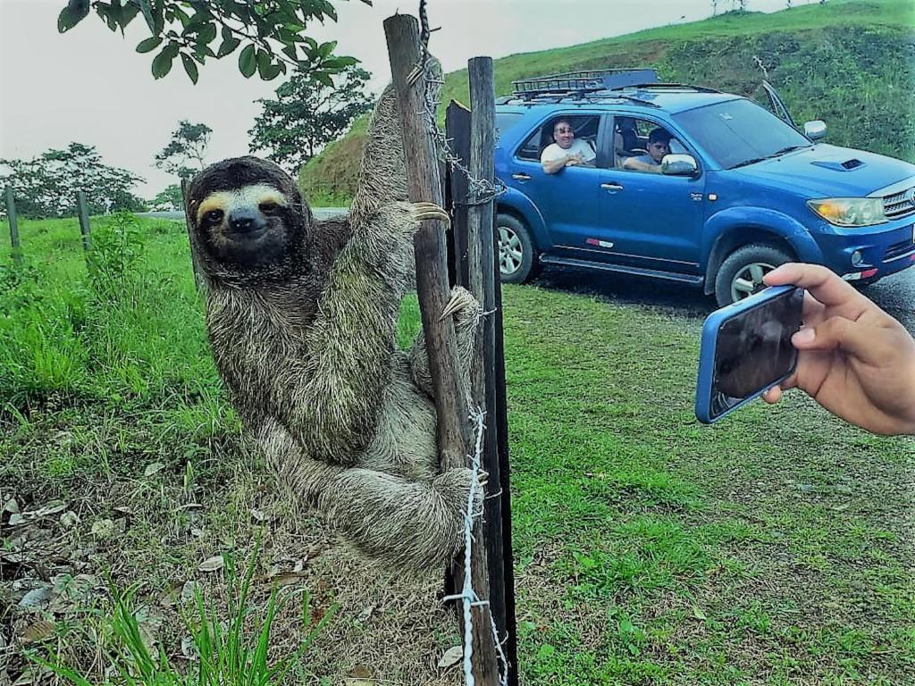 Zvířata v chaty nebo okolí
