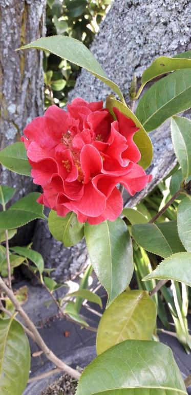 Zahrada ubytování Quinta das Camélias - Açores