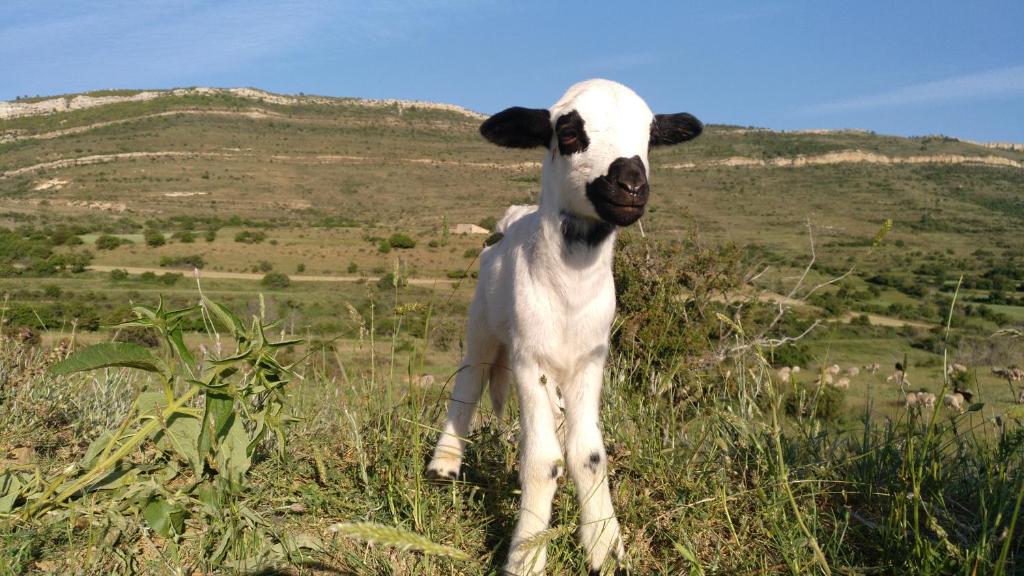 um cordeiro bebé parado num campo de relva em Casa Rural Chulilla em Villarroya de los Pinares