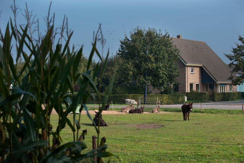 un grupo de animales en un campo cerca de una casa en Bed & Breakfast 'Op 7', en Hooghalen