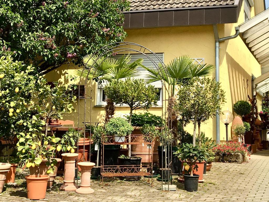 Une bande de plantes en pot devant un bâtiment dans l'établissement Casa Limone, à Ammerbuch