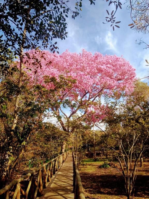  PANTANAL JUNGLE LODGE