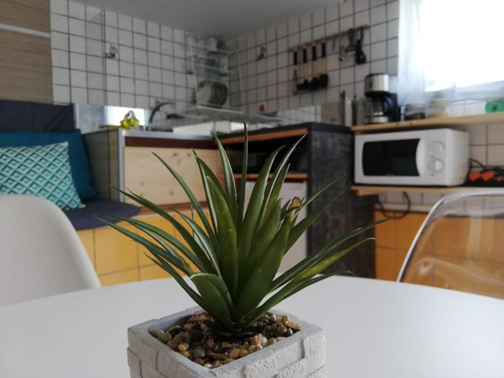 a potted plant sitting on a table in a kitchen at Studio transit sur la route des plages in Le Marin