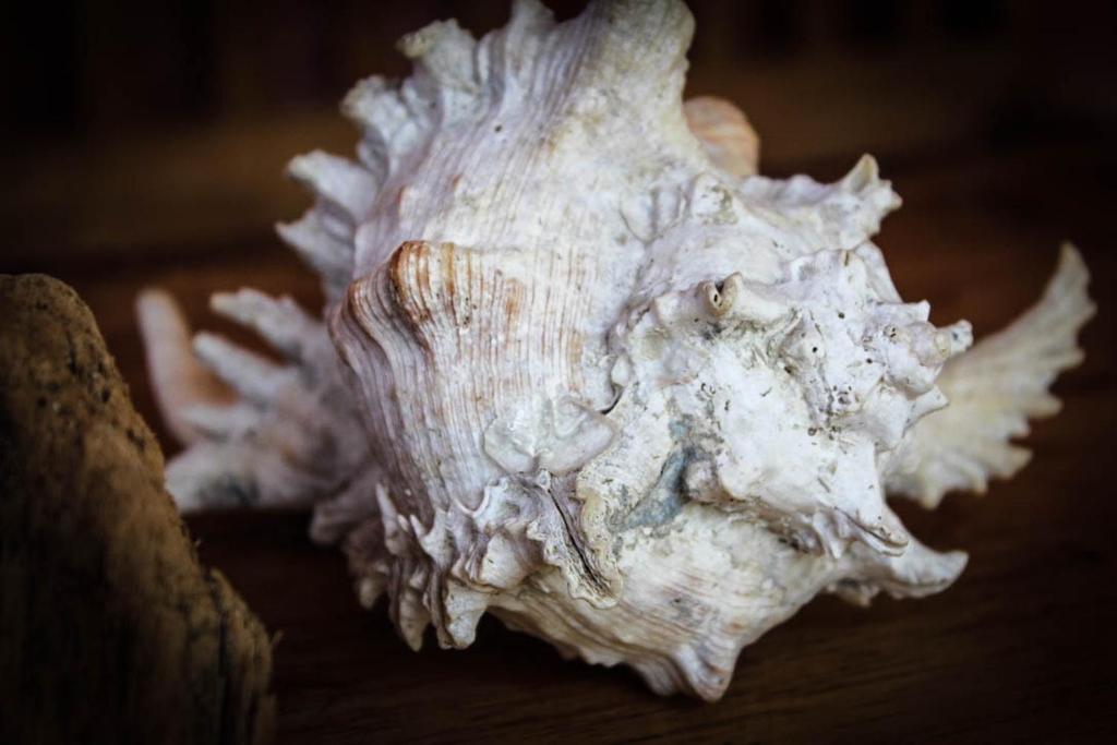 Fotografie z fotogalerie ubytování Harrys Oceanhouse 2 Pacitan v destinaci Pacitan