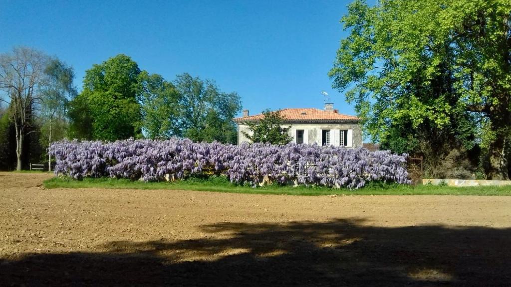 a large group of purple cats in front of a house at Chez Savary in Varzay