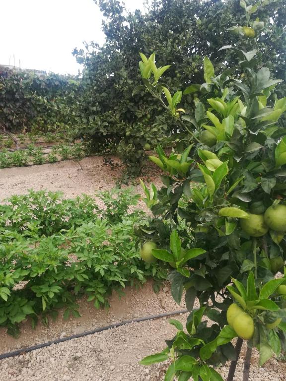 Vonkajšia záhrada v ubytovaní CASITA RURAL y CASA CUEVA EL PERUCHO
