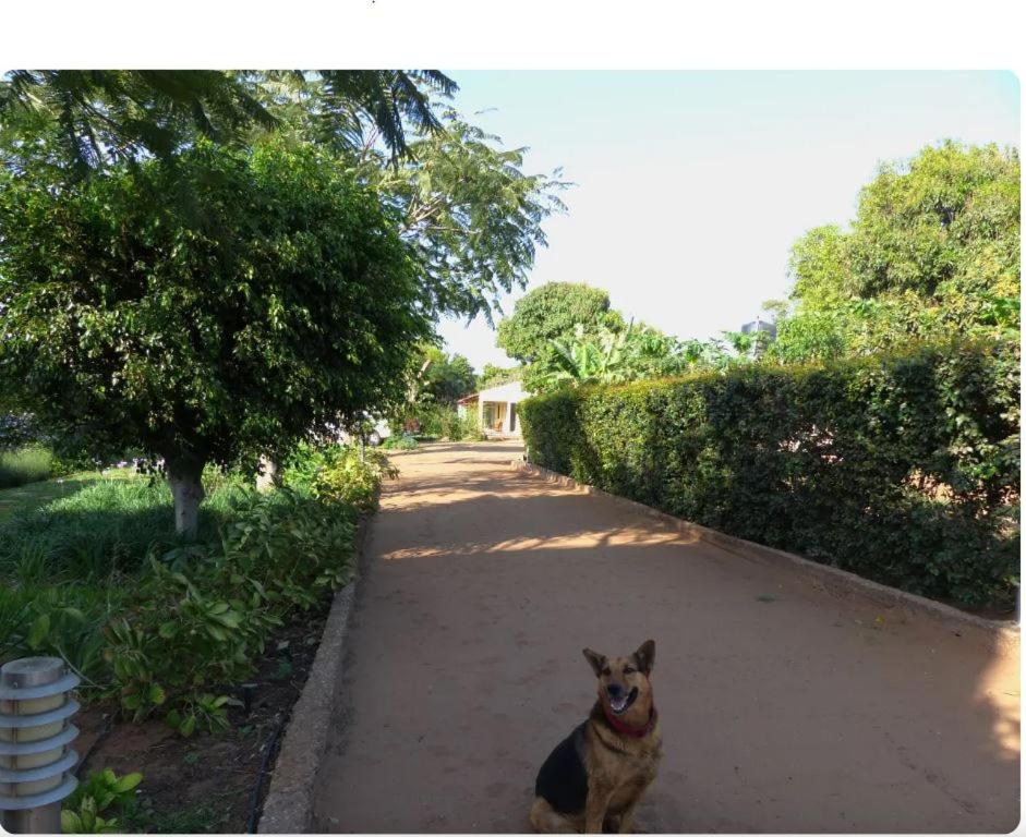 Ein Hund, der auf einem Bürgersteig neben einer Straße sitzt. in der Unterkunft Ancha's Oasis in Maputo