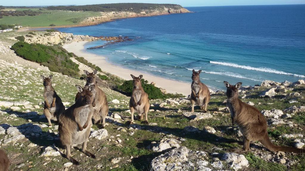 Waves & Wildlife Cottages Kangaroo Island في Stokes Bay: مجموعة من الكنغر تقف على تلة بالقرب من المحيط