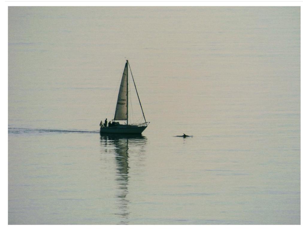 a boat and a bird in the water at Tyisha in Cardigan