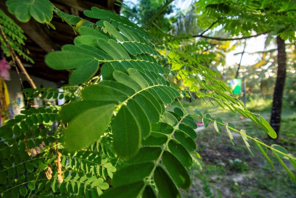  Pachamama's Penelope