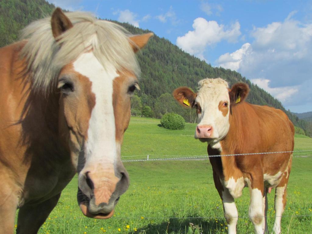 Zvířata v prázdninového domu nebo okolí