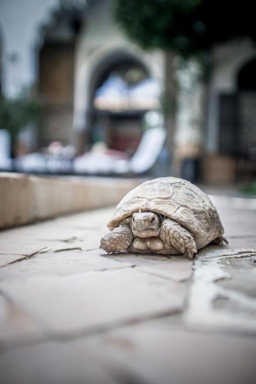 Fotografie z fotogalerie ubytování Riad Laila v Marrákéši