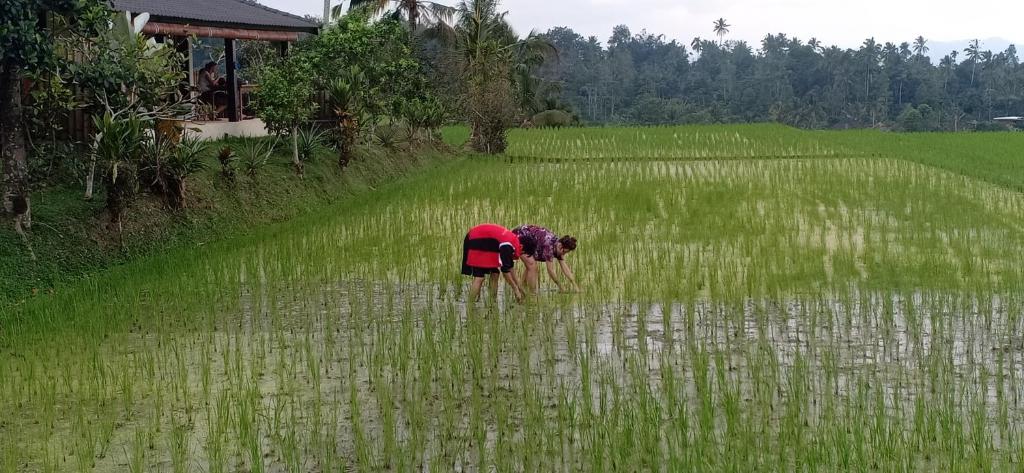 KUBU D'UME HOMESTAY - 15