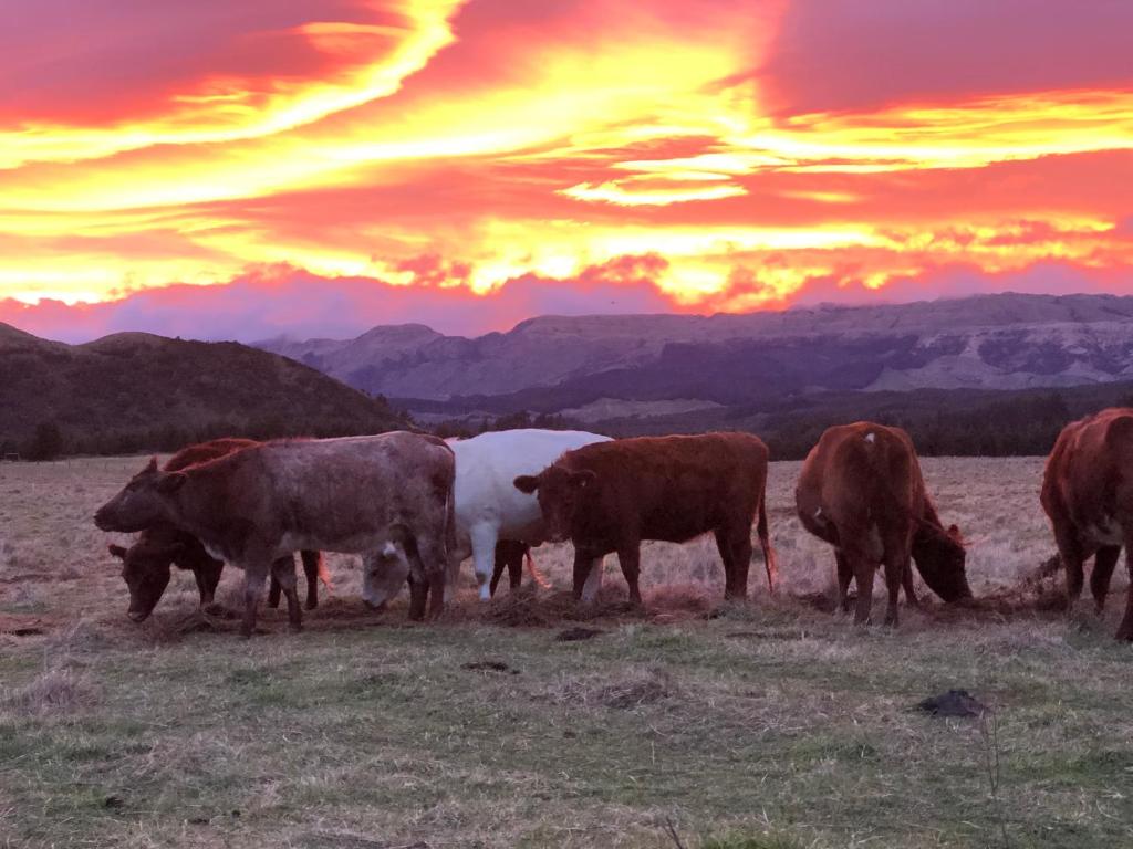 een groep koeien die bij zonsondergang in een veld grazen bij Mohaka River Farm in Te Haroto