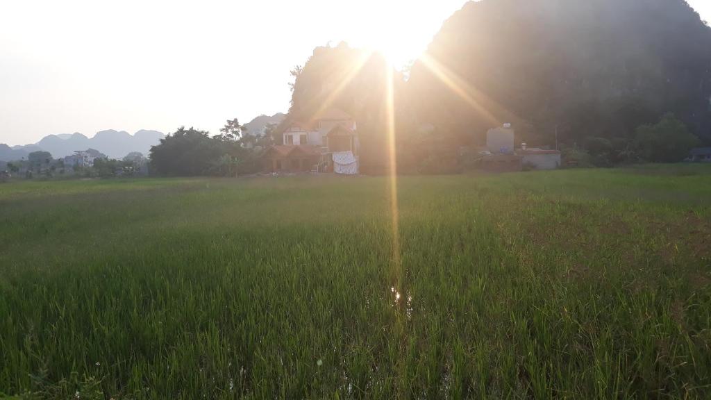 a field of green grass with the sun in the background at Center Tam Coc Homestay in Ninh Binh