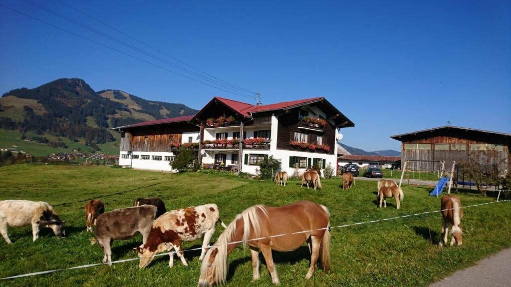 Zvířata v apartmánu nebo okolí
