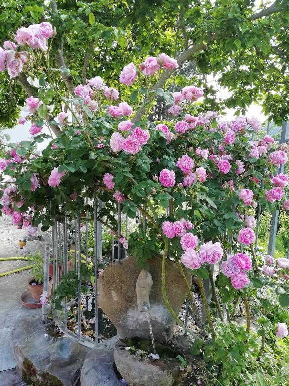 A garden outside Cit Ni
