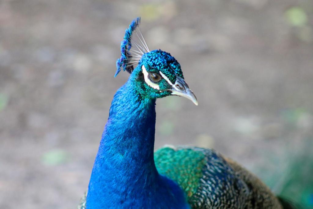 HOTEL BOUTIQUE EL RANCHO OLIVO